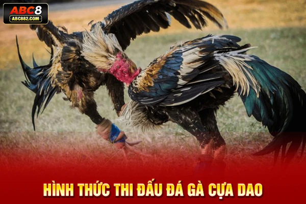 Hình thức thi đấu đá gà cựa dao