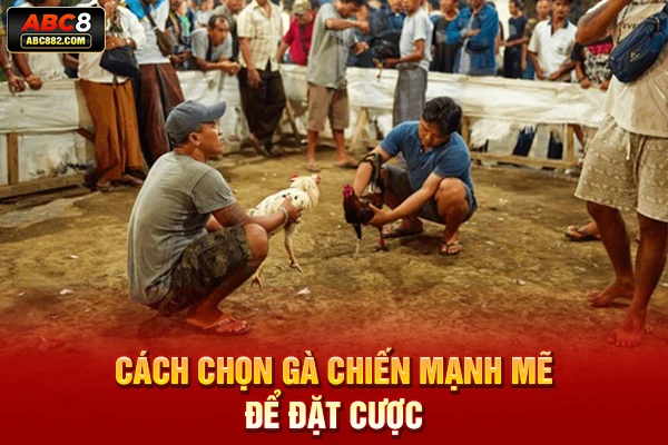 Cách chọn gà chiến mạnh mẽ để đặt cược