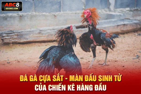 đá gà cựa sắt