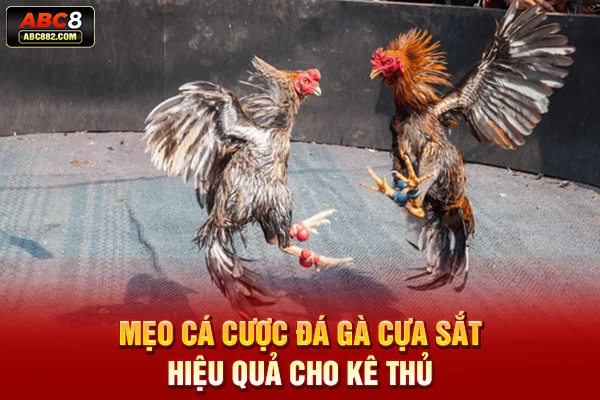 Luật cá cược đá gà cựa sắt hiệu quả cho kê thủ