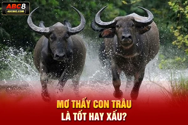 Mơ thấy con trâu là tốt hay xấu?